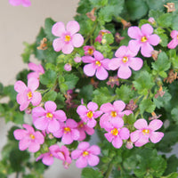 Bacopa rose - Bacopa pink - Bakker