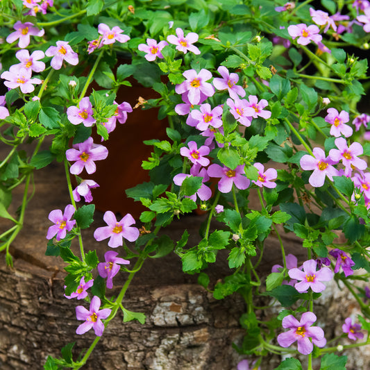 Bacopa rose - Bakker