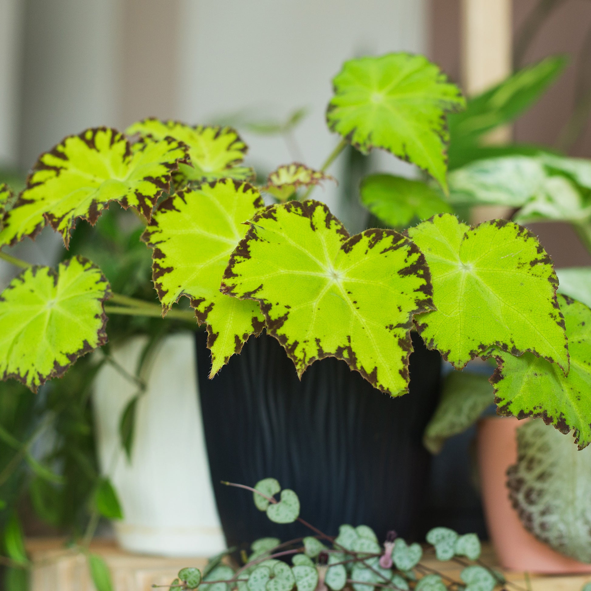 Bégonia Beleaf Lima Love - Begonia rex Beleaf Lima Love - Bakker