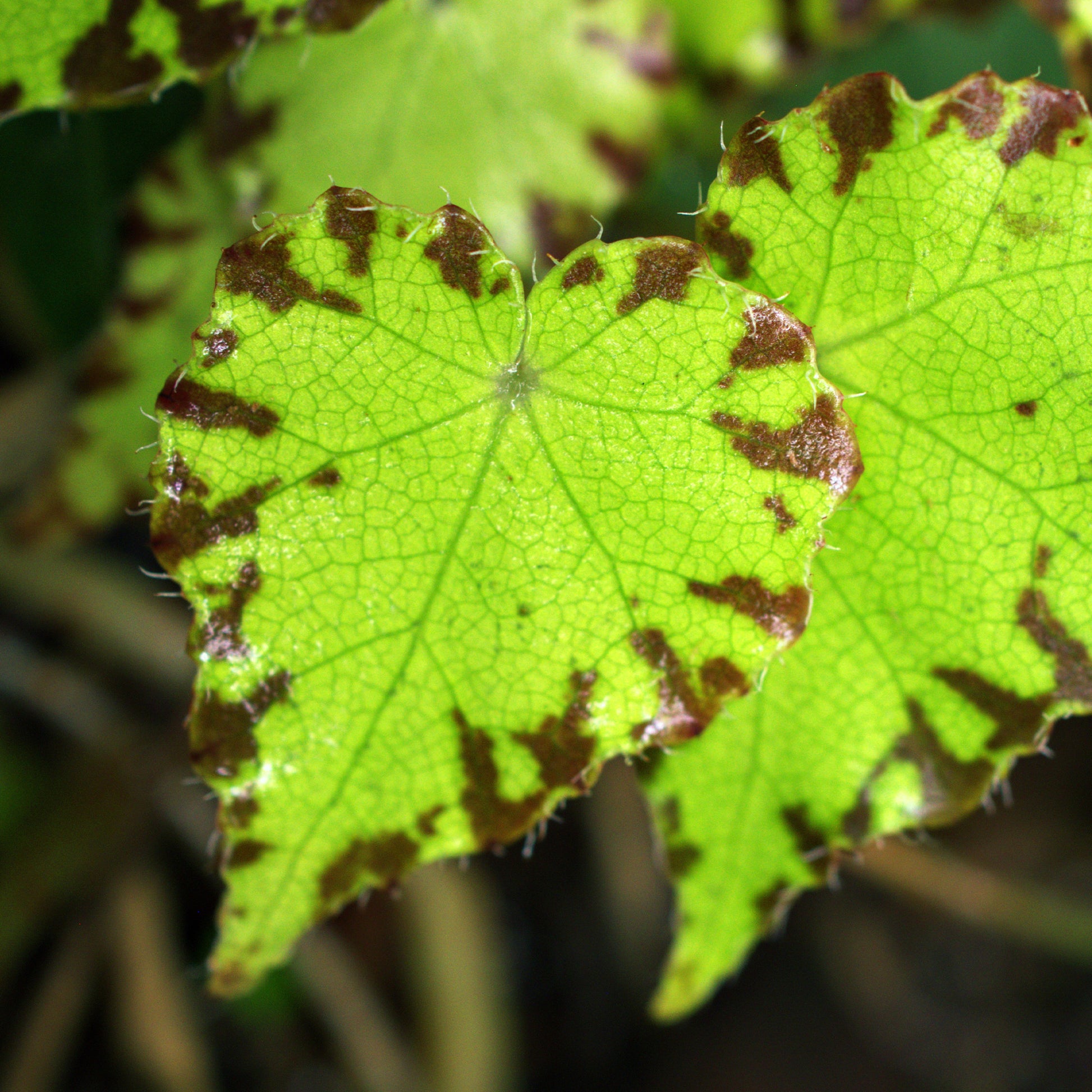 Bégonia Beleaf Lima Love - Bakker