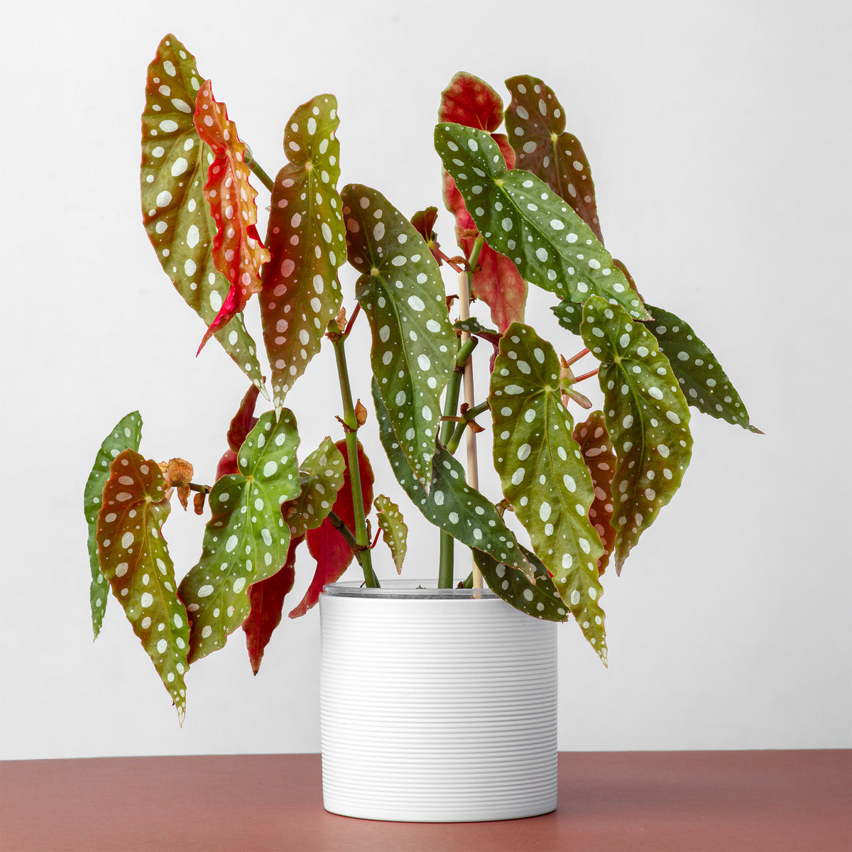 Bégonia maculata - Begonia maculata - Bakker