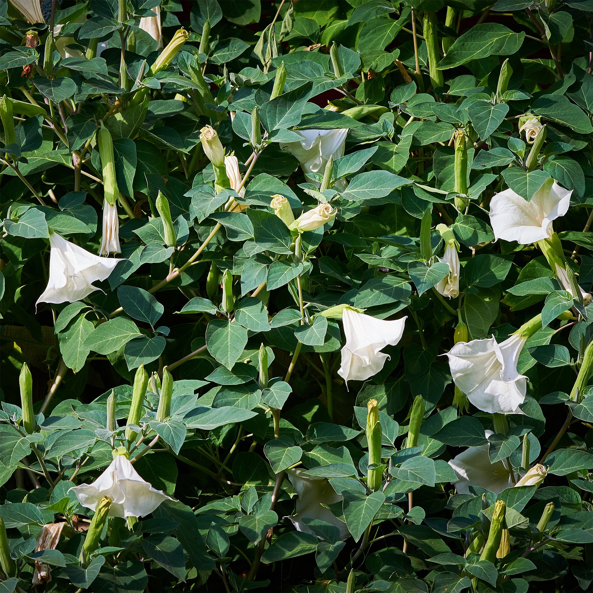 Brugmansia arborea - Brugmansia blanc - Plantes de terrasses et balcons