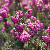 Bruyère d'hiver Myretoun Ruby - Erica carnea Myretoun Ruby - Bakker