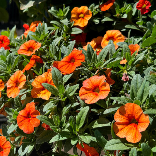 Mini-pétunia oranges - Bakker