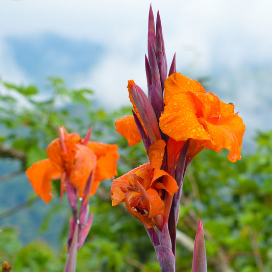 Canna Durban - Bakker