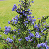 Céanothe Dark Star - Ceanothus impressus Dark Star - Bakker