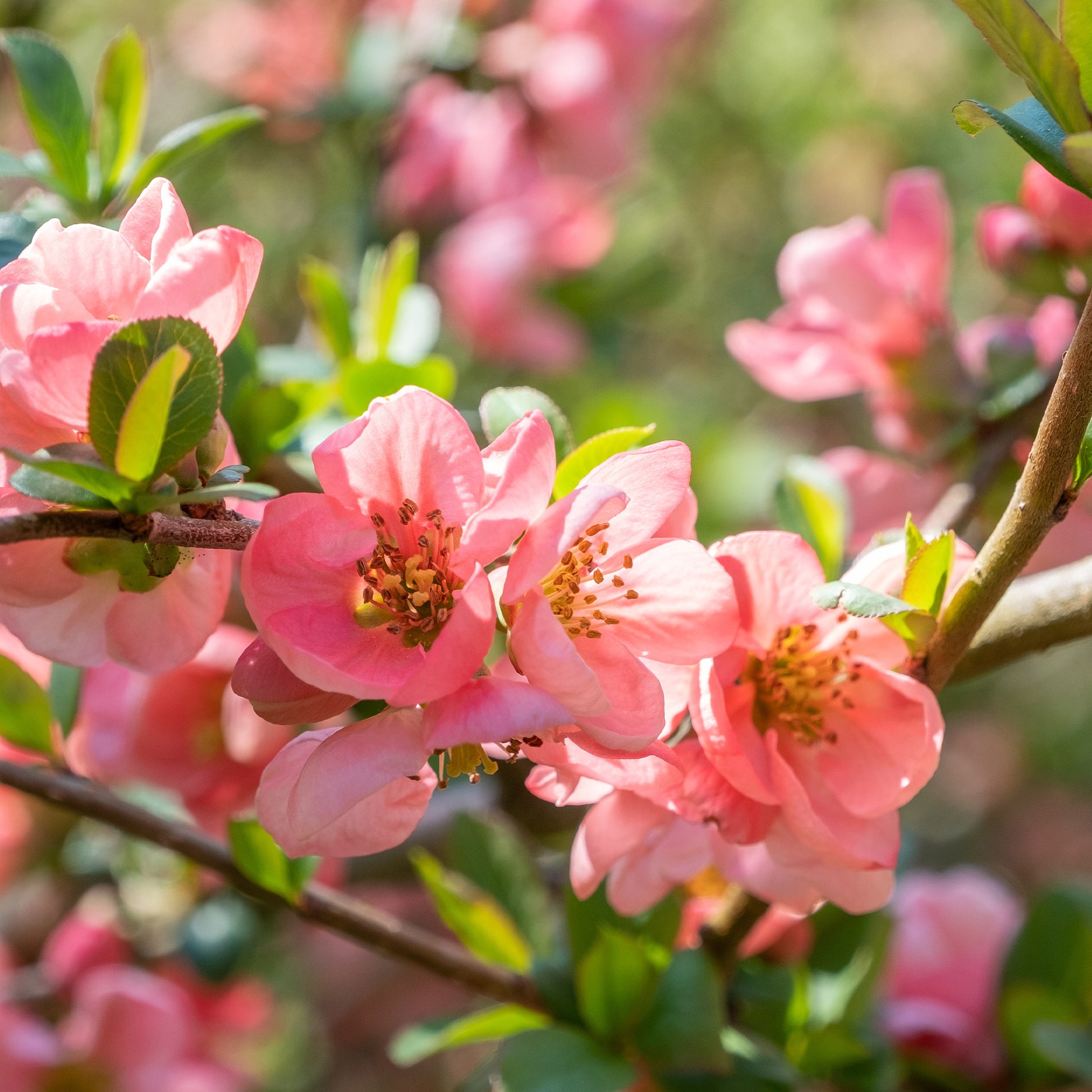 Cognassier du Japon Pink Lady - Bakker