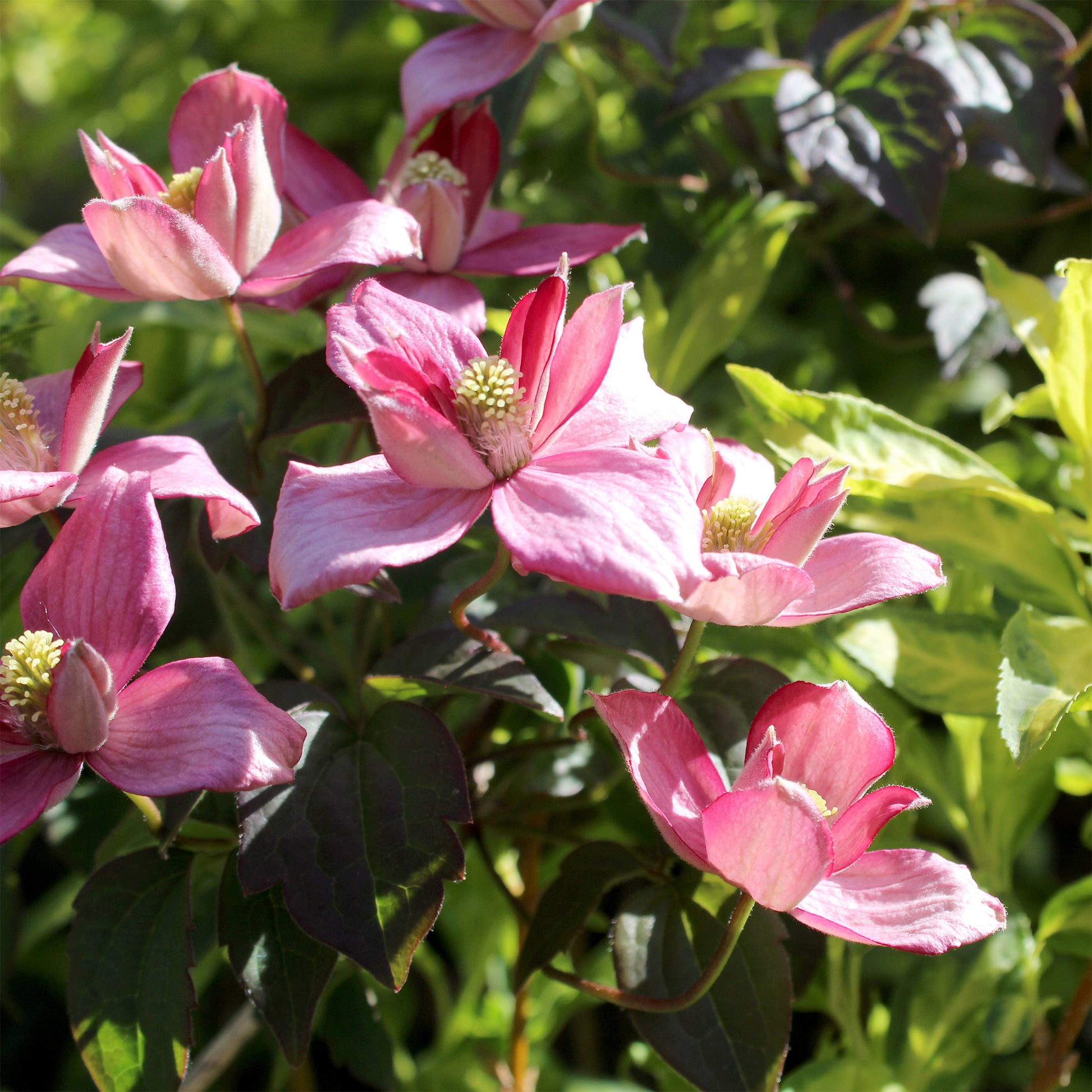 Clématite Broughton Star - Clematis montana Broughton star - Bakker