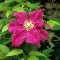 Clématite italienne Ernest Markham grimpante - Clematis viticella Ernest markham - Bakker