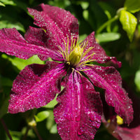Clematis Niobe - Clématite Niobe - 