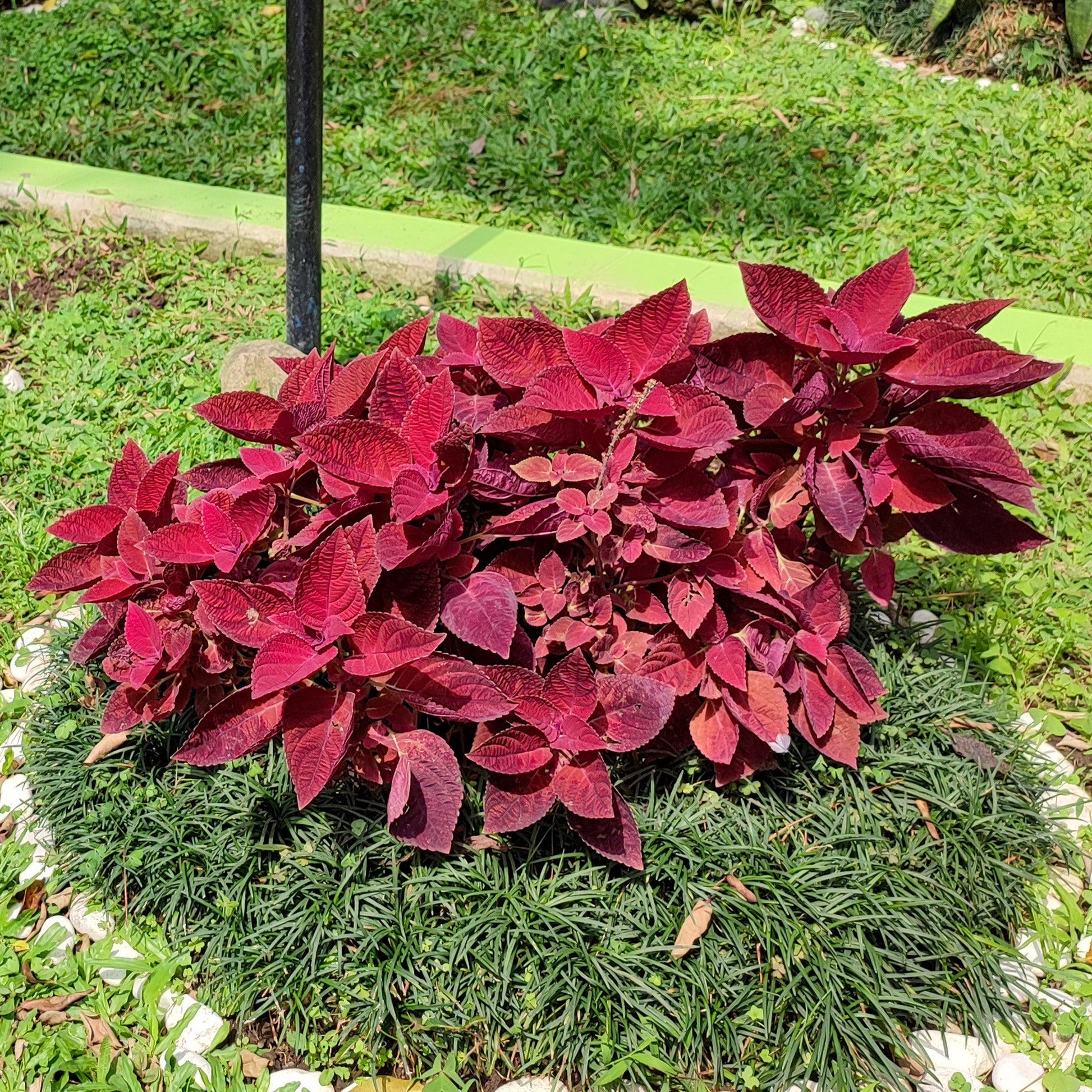 Coleus Red Head - Bakker