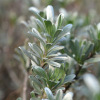 Convolvulus cneorum - Liseron arbustif argenté - Plantes couvre-sol