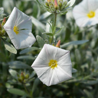 Liseron arbustif argenté - Convolvulus cneorum - Bakker