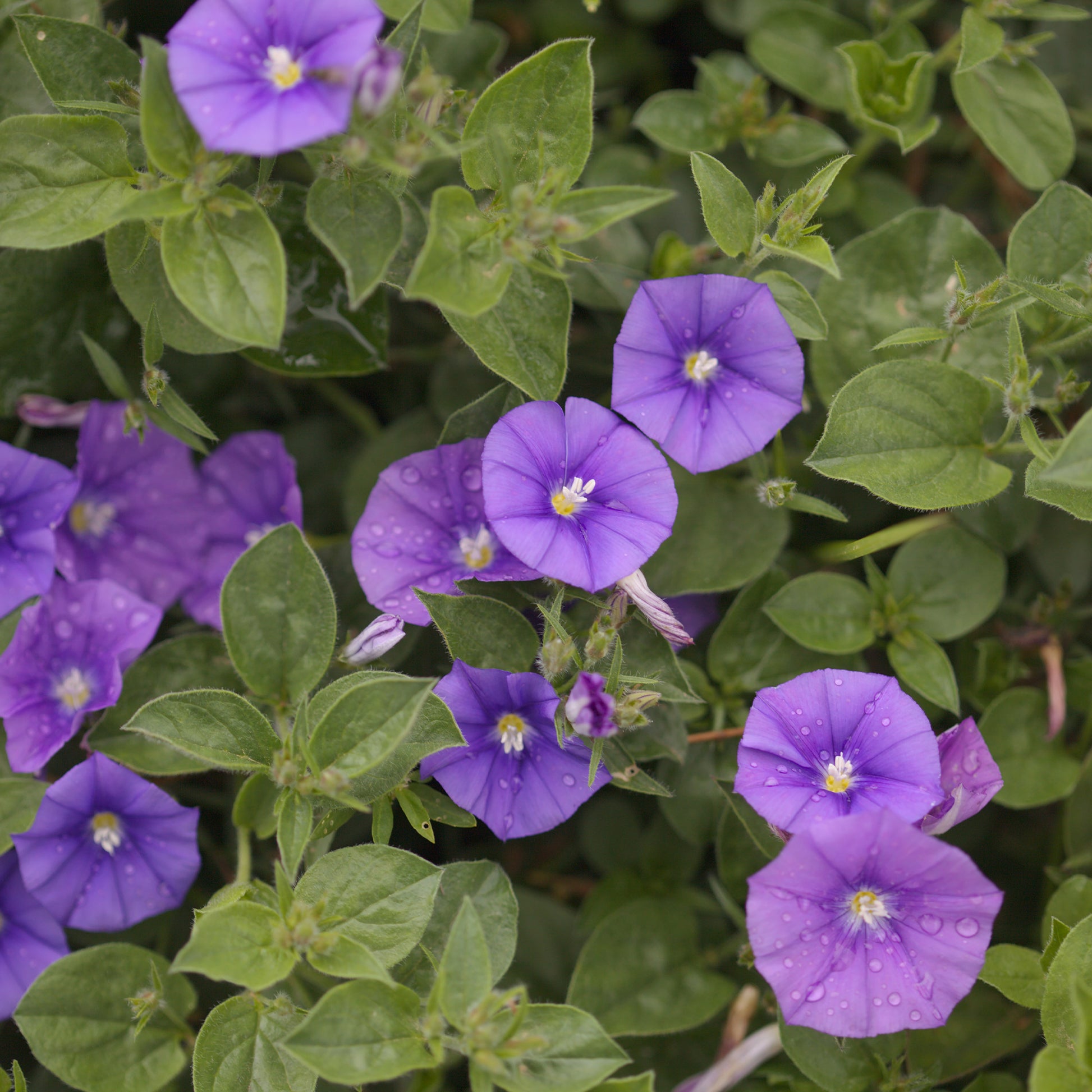 Liseron de Mauritanie New Blue® - Convolvulus sabatius New Blue ® - Bakker