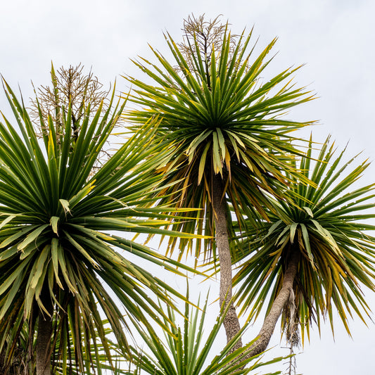 Cordyline australe - Bakker