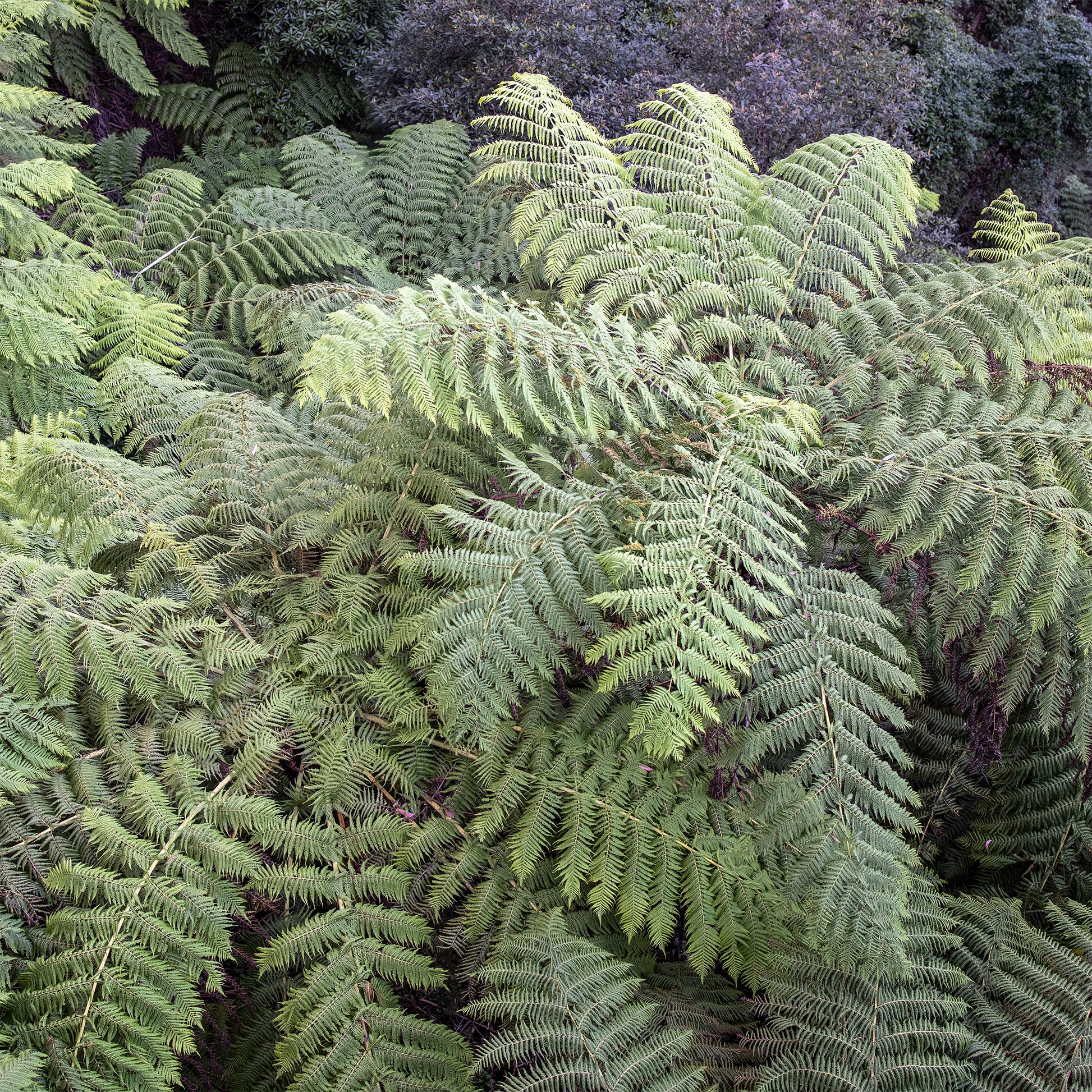 Fougère arborescente - Cyathea australis - Bakker