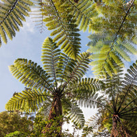 Fougères - Fougère arborescente - Cyathea australis