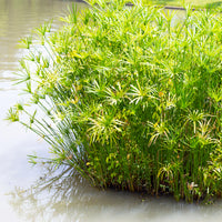 Cyperus alternifolius - Papyrus à feuilles alternes - Plantes de berge