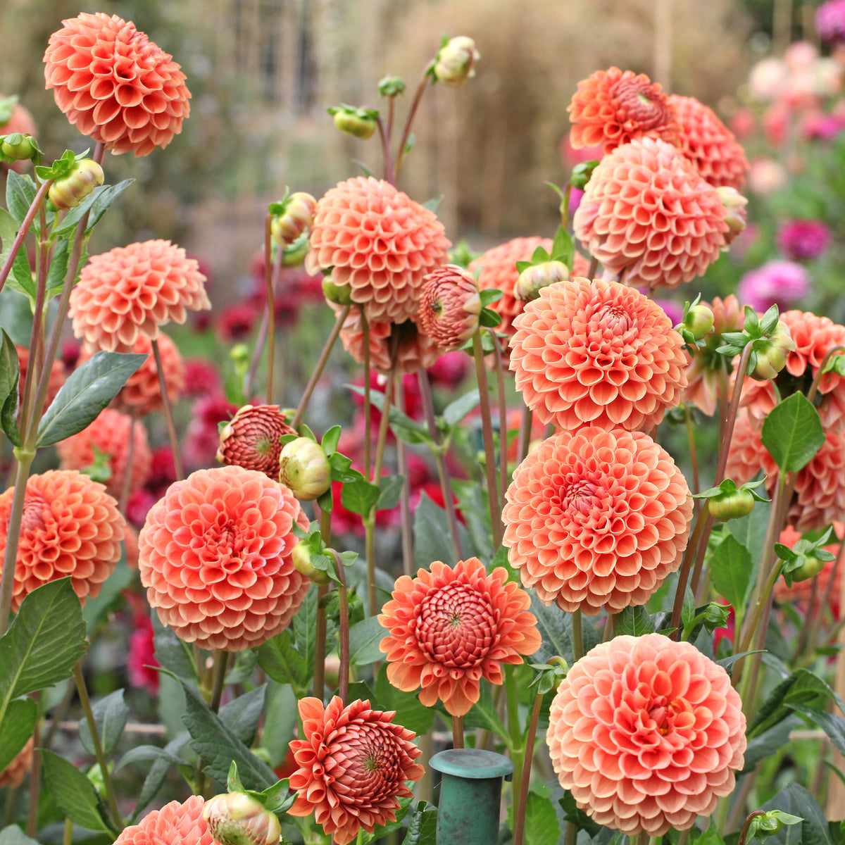 Dahlia Cornel Brons - Dahlia ball Cornel Bronze - Bulbes de Dahlia