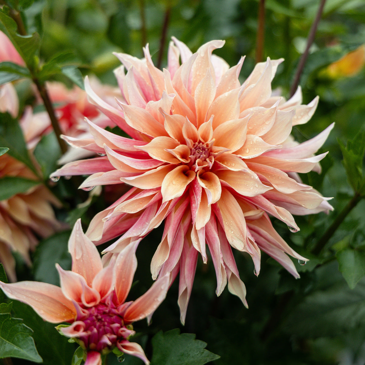 Dahlia décoratifs  Labyrinth - Dahlia Labyrinth - Bakker