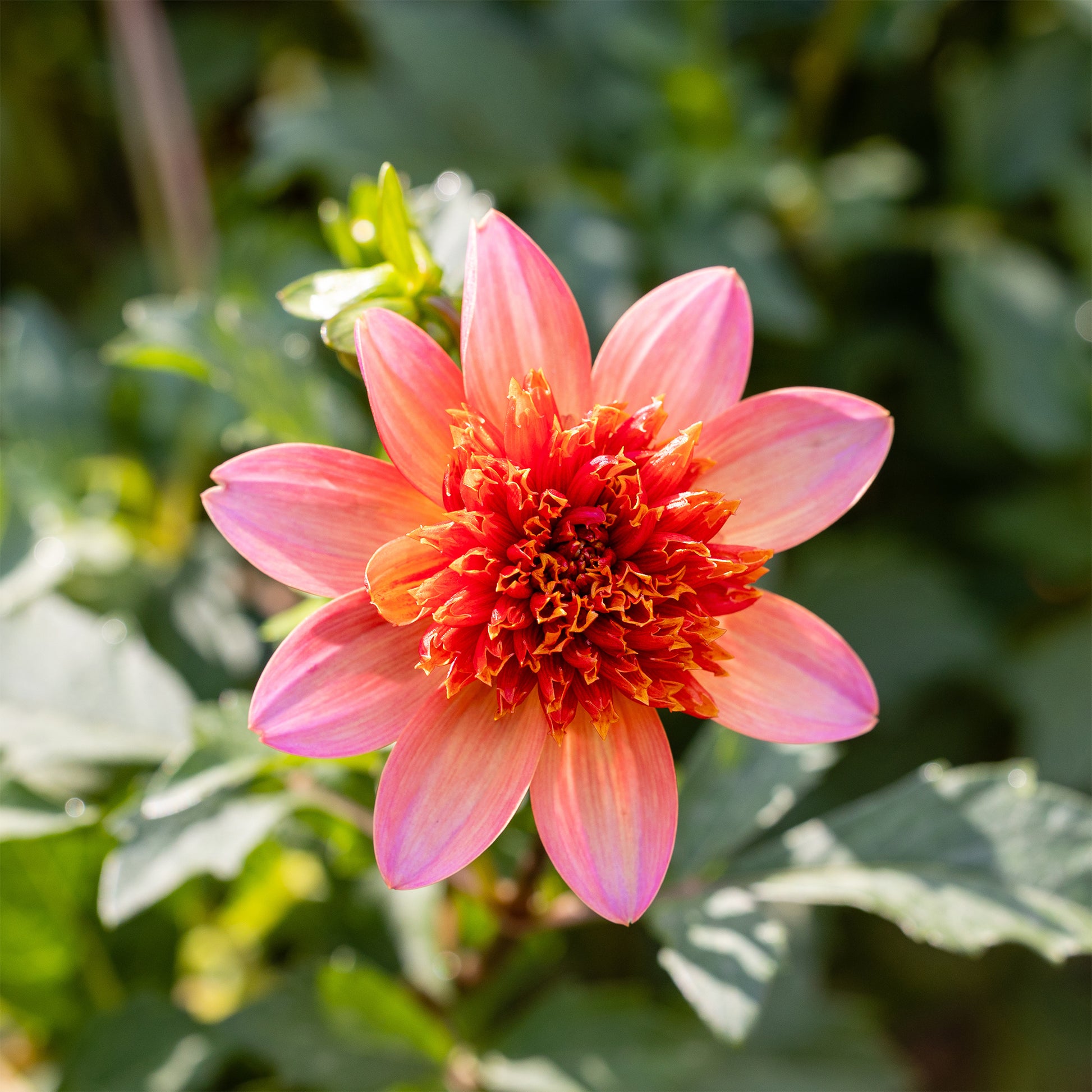 Dahlia Totally Tangerine - Dahlia anémone Totally Tangerine - Bulbes de Dahlia