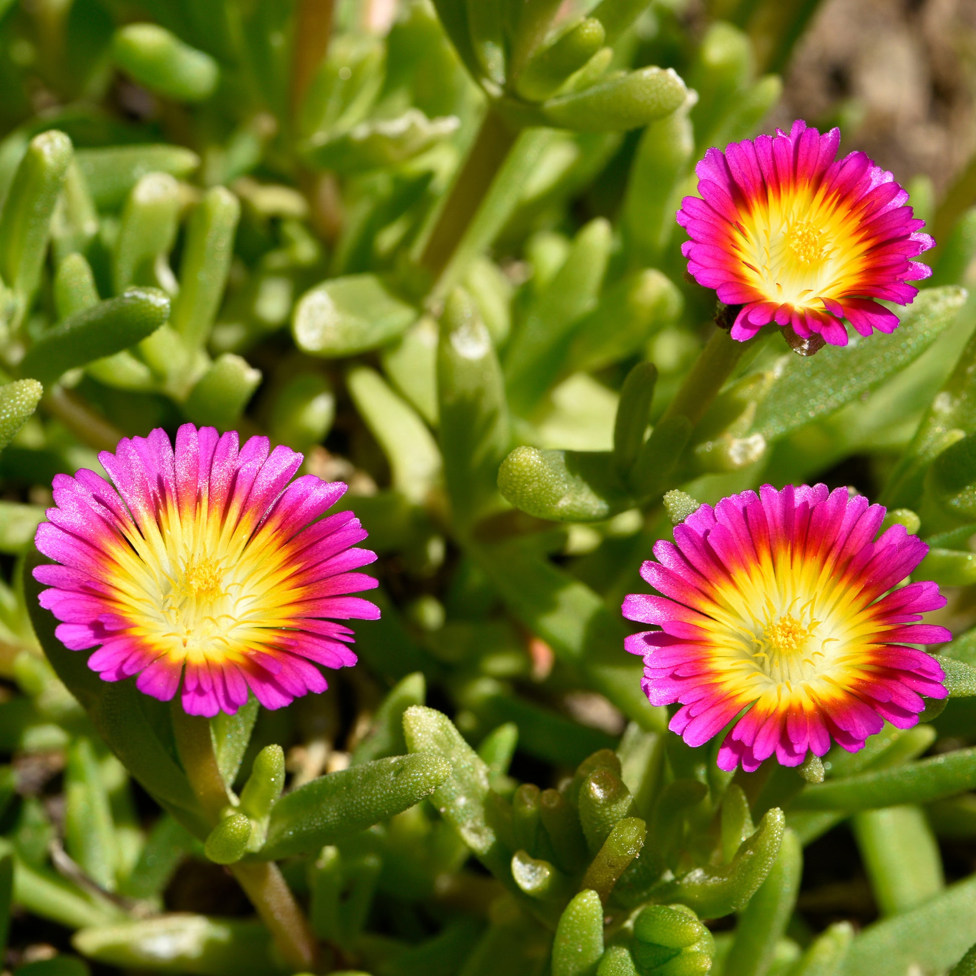 Delosperma Wheels of Wonder® Hot Pink - Delosperma Wheels of Wonder® Hot Pink - Bakker