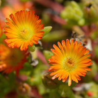 Delosperma Wheels of Wonder® Orange - Delosperma Wheels of Wonder® Orange - Bakker