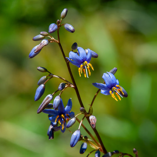 Dianella revoluta Little Rev ® - Bakker