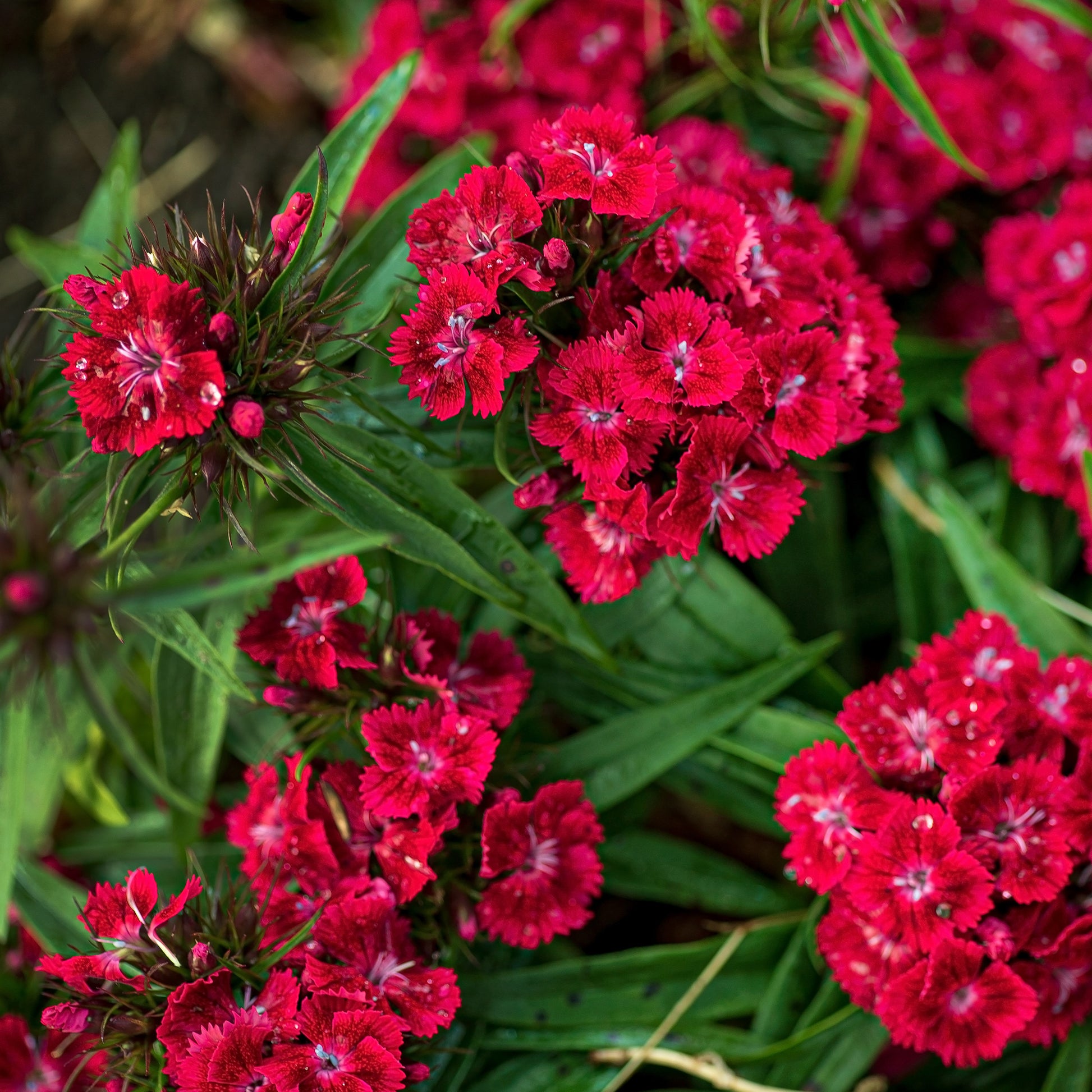 Œillet de poète Barbarini Red - Bakker