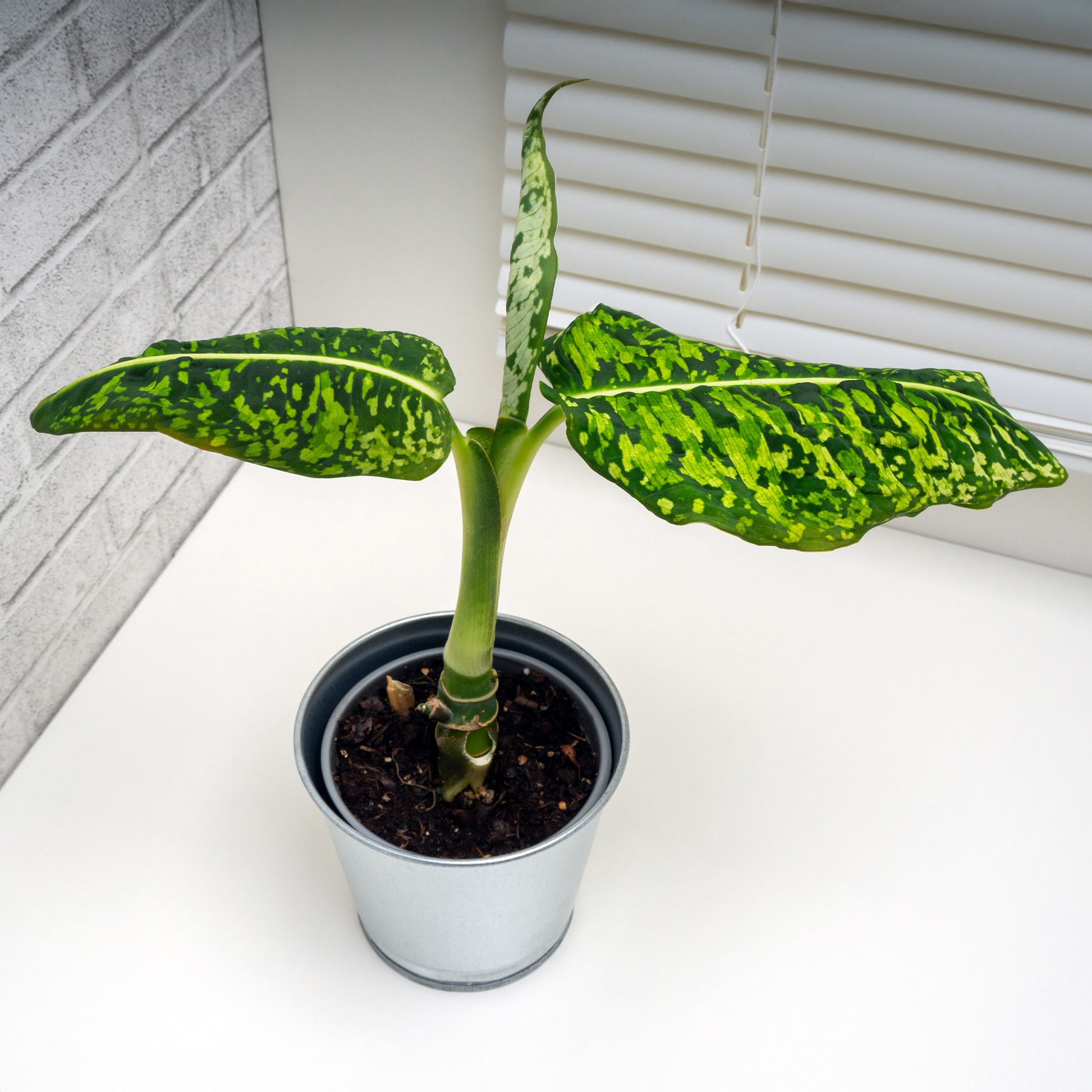 dieffenbachia bienfaits Dieffenbachia Reflector