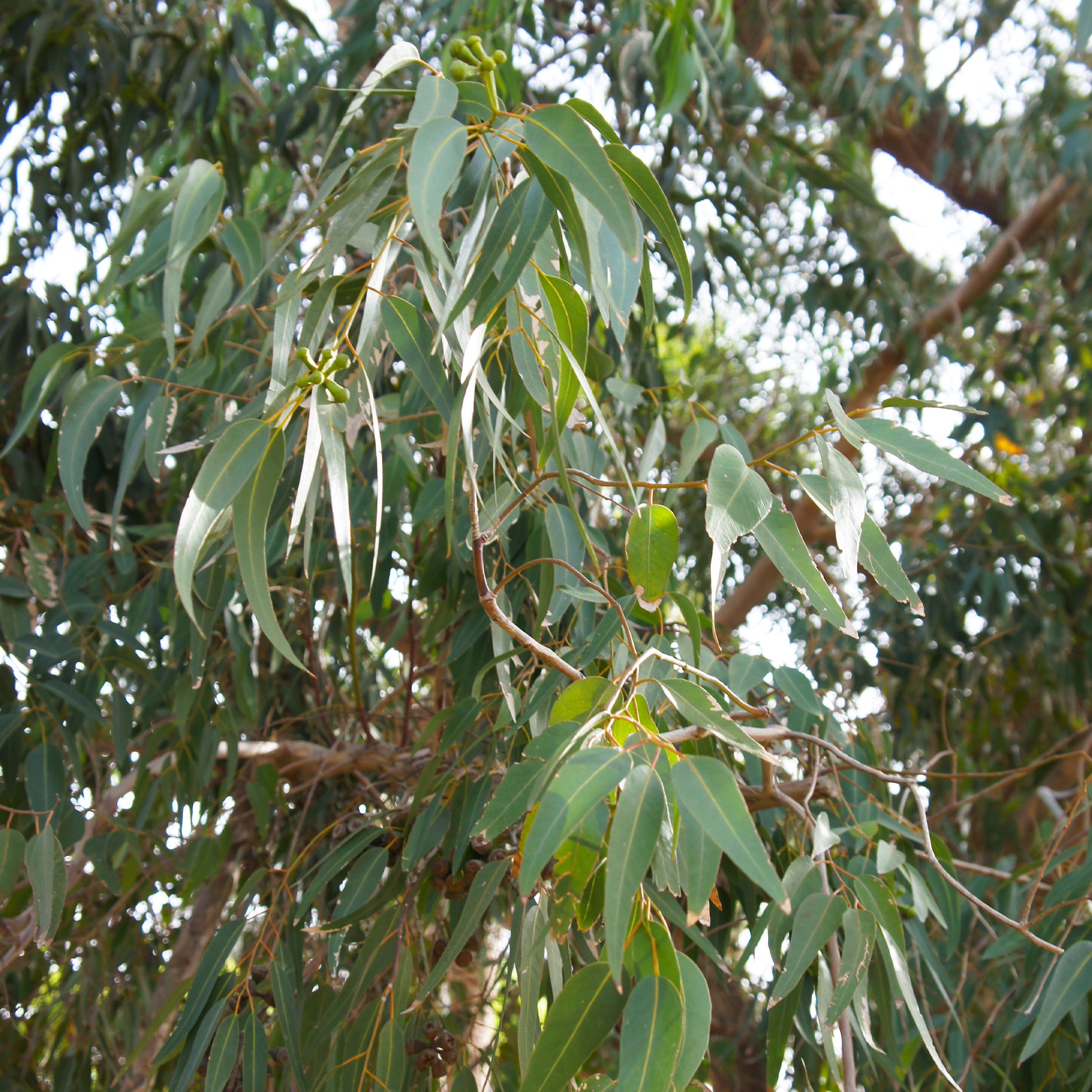 Eucalyptus citriodora - Eucalyptus citronné - Eucalyptus