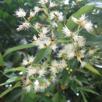 Myrte d'Australie Newport - Eugenia - Eugenia myrtifolia Newport - Bakker