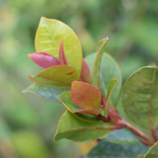 Myrte d'Australie Newport - Eugenia - Bakker