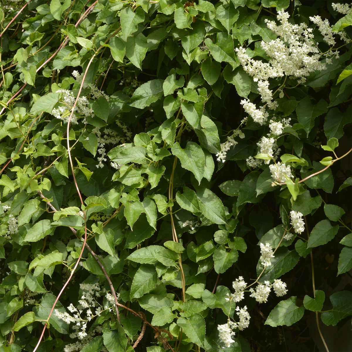 Renouée d'Aubert - Fallopia - Fallopia aubertii - Bakker