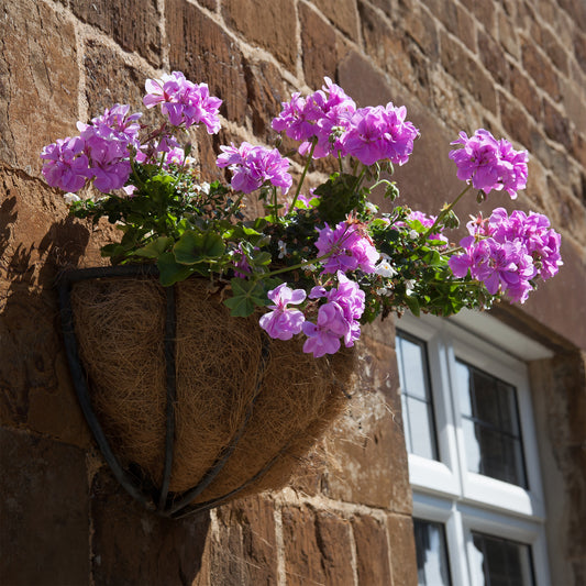 Géranium lierre double Lilas - Bakker