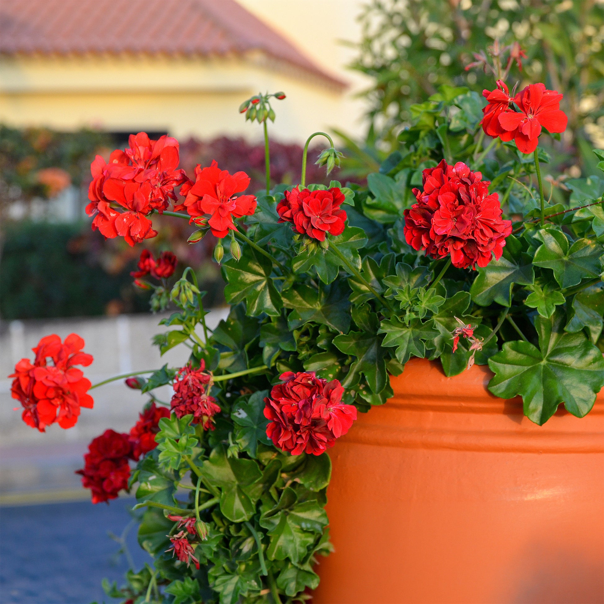 Géranium lierre double rouge - Pelargonium peltatum red - Bakker