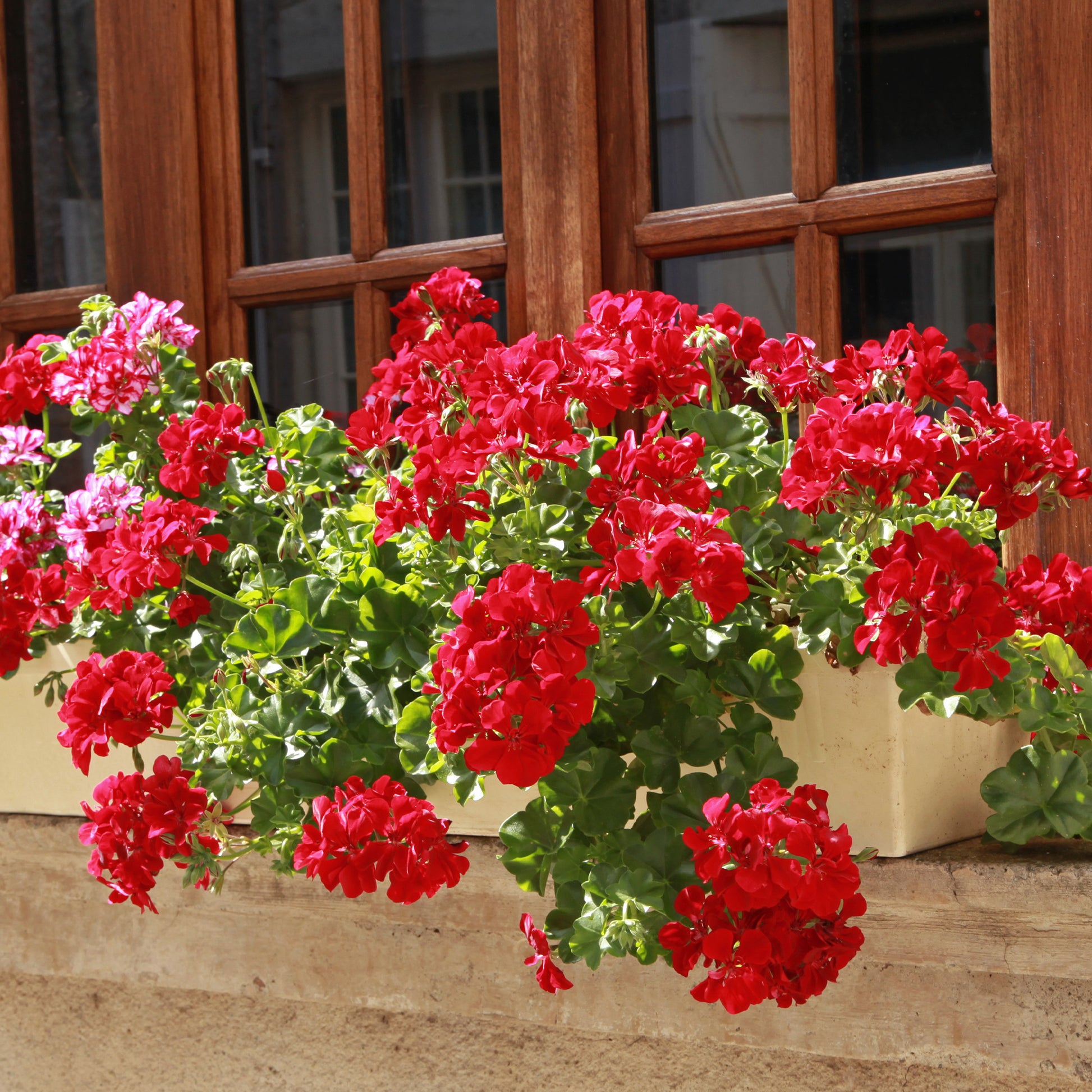 Géranium lierre double rouge - Bakker