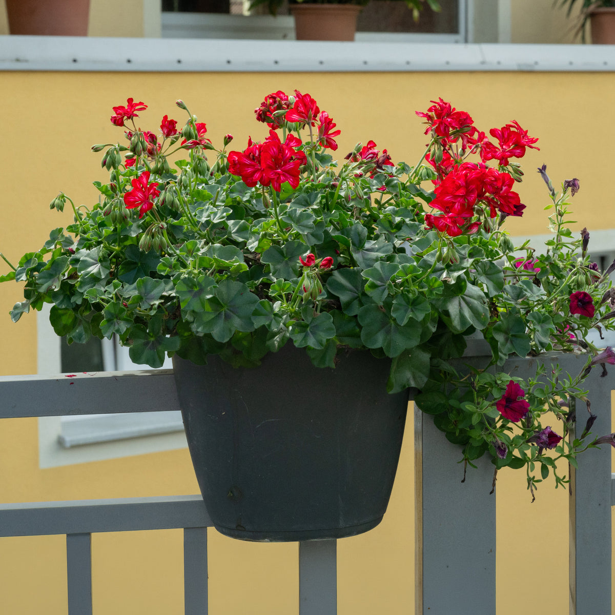 Géranium lierre double rouge