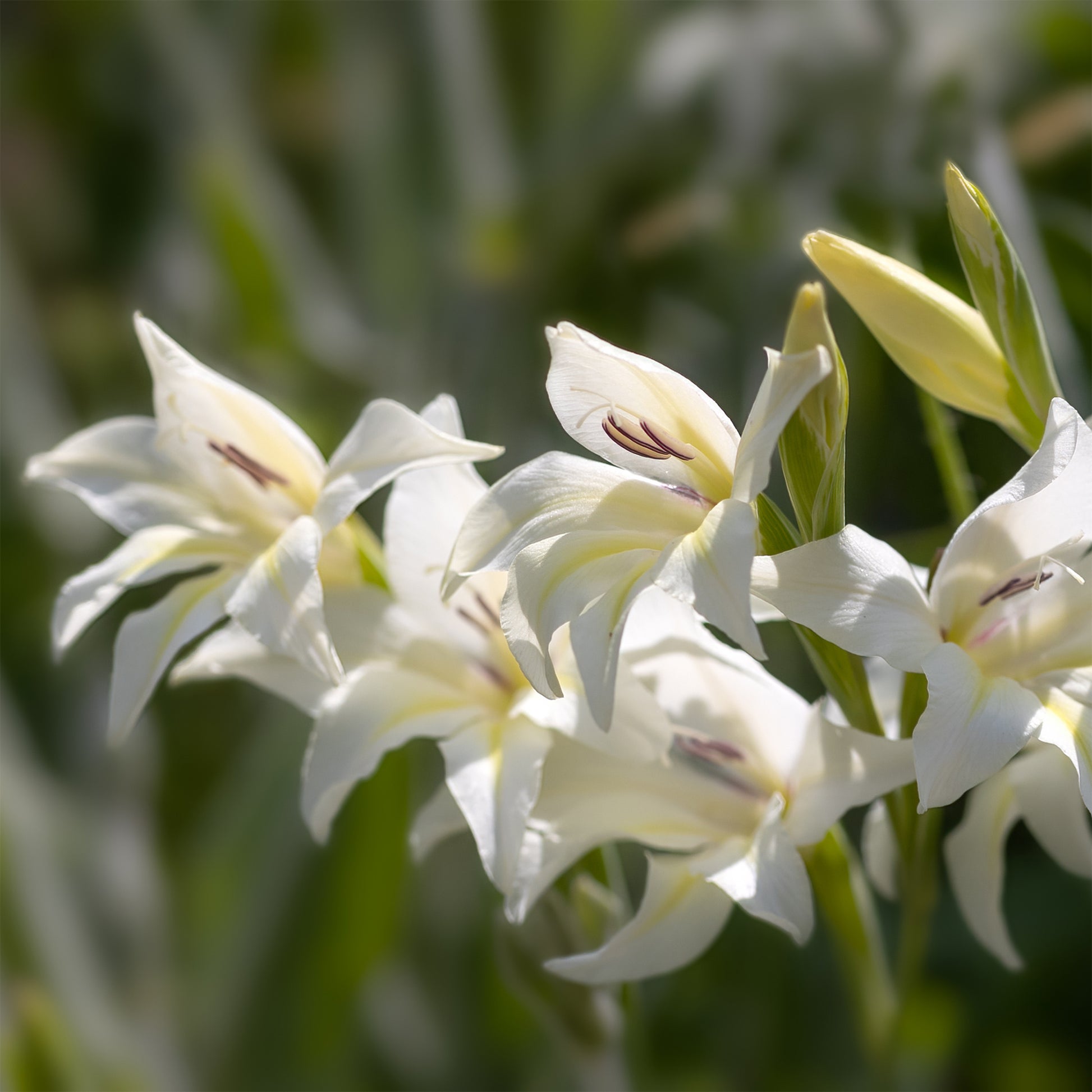 20 Glaïeuls nains The Bride - Gladiolus colvillei The Bride - Bakker