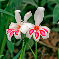 Vente 15 Glaïeuls nains Prins Claus - Gladiolus nanus Prins Claus