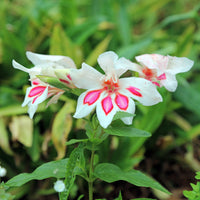 Bulbes de Glaïeul - 15 Glaïeuls nains Prins Claus - Gladiolus nanus Prins Claus