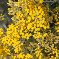 Plantes vivaces - Herbe à curry Aladin - Immortelle de Corse - Helichrysum italicum Aladin