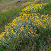 Herbe à curry - Immortelle des dunes - Helichrysum stoechas - Bakker