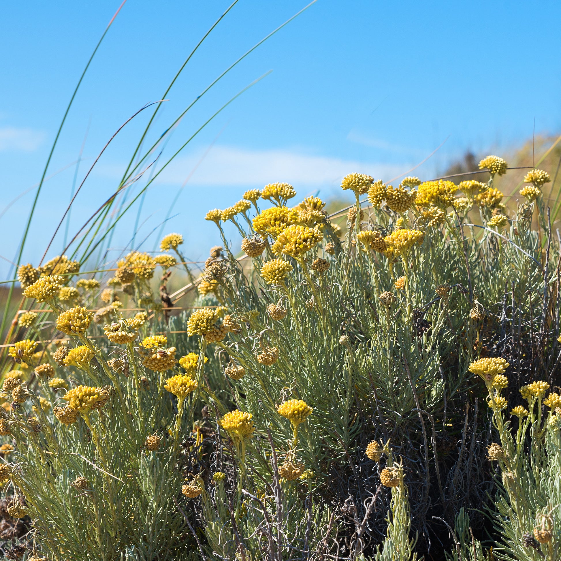 Herbe à curry - Immortelle des dunes - Bakker