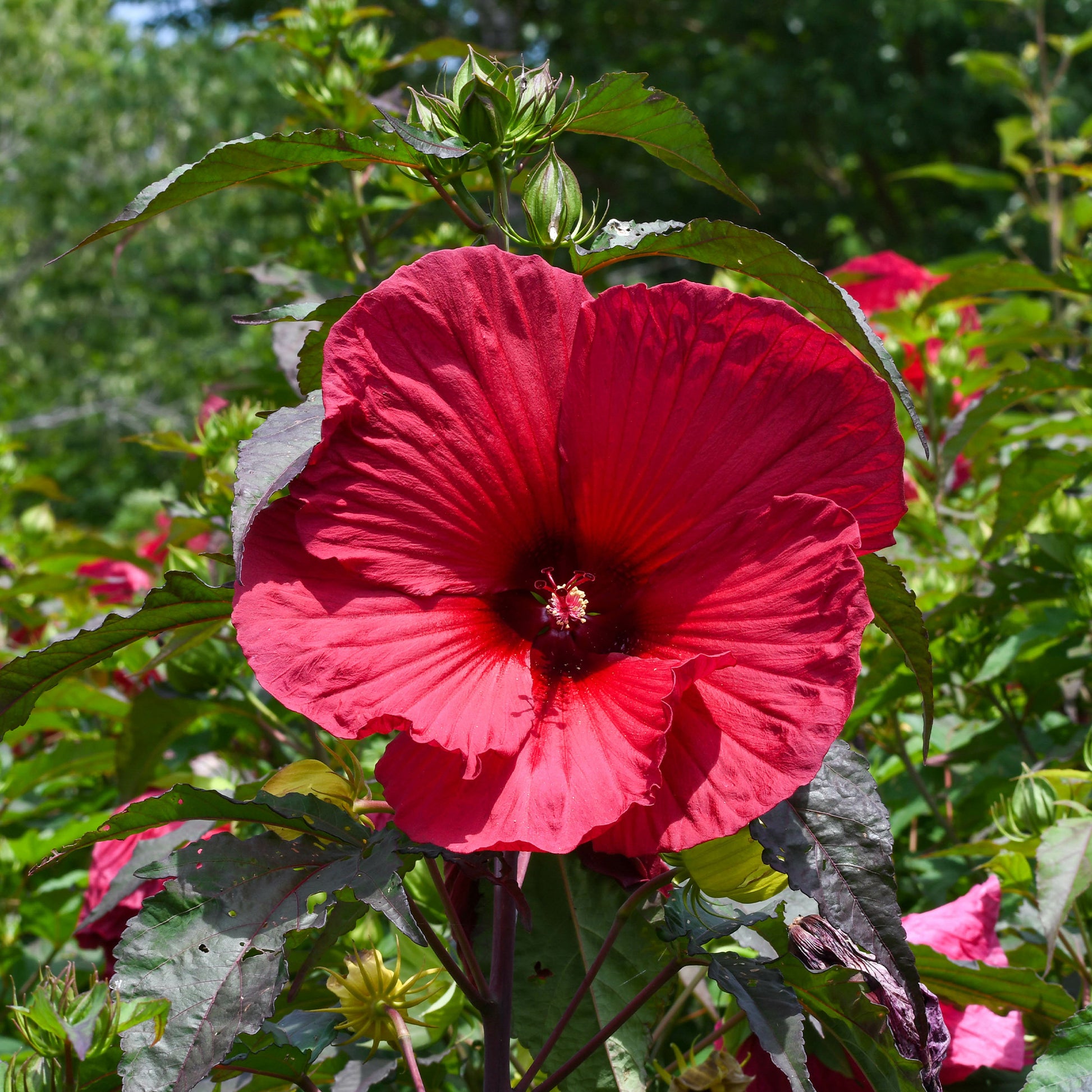 Hibiscus des marais Carrousel® Geant Red - Bakker