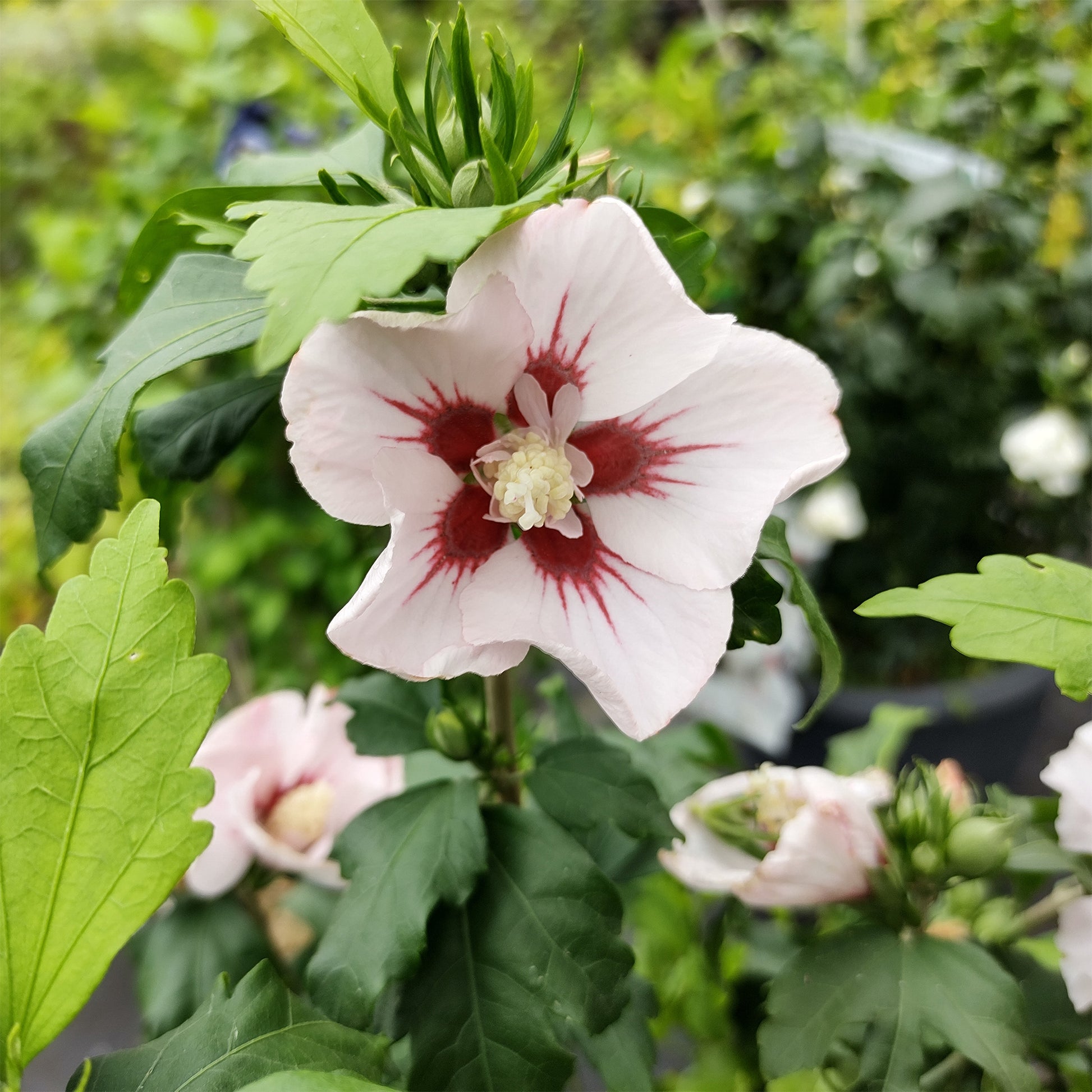 Hibiscus Hamabo - Hibiscus syriacus Hamabo - Bakker