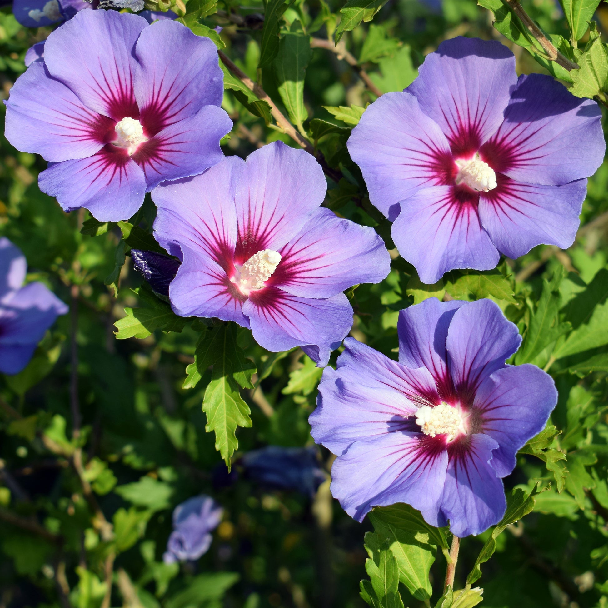 Hibiscus Oiseau Bleu - Hibiscus syriacus Oiseau bleu - Bakker