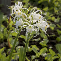 3 Ismènes Festalis - Lis araignée - Hymenocallis x festalis - Bakker