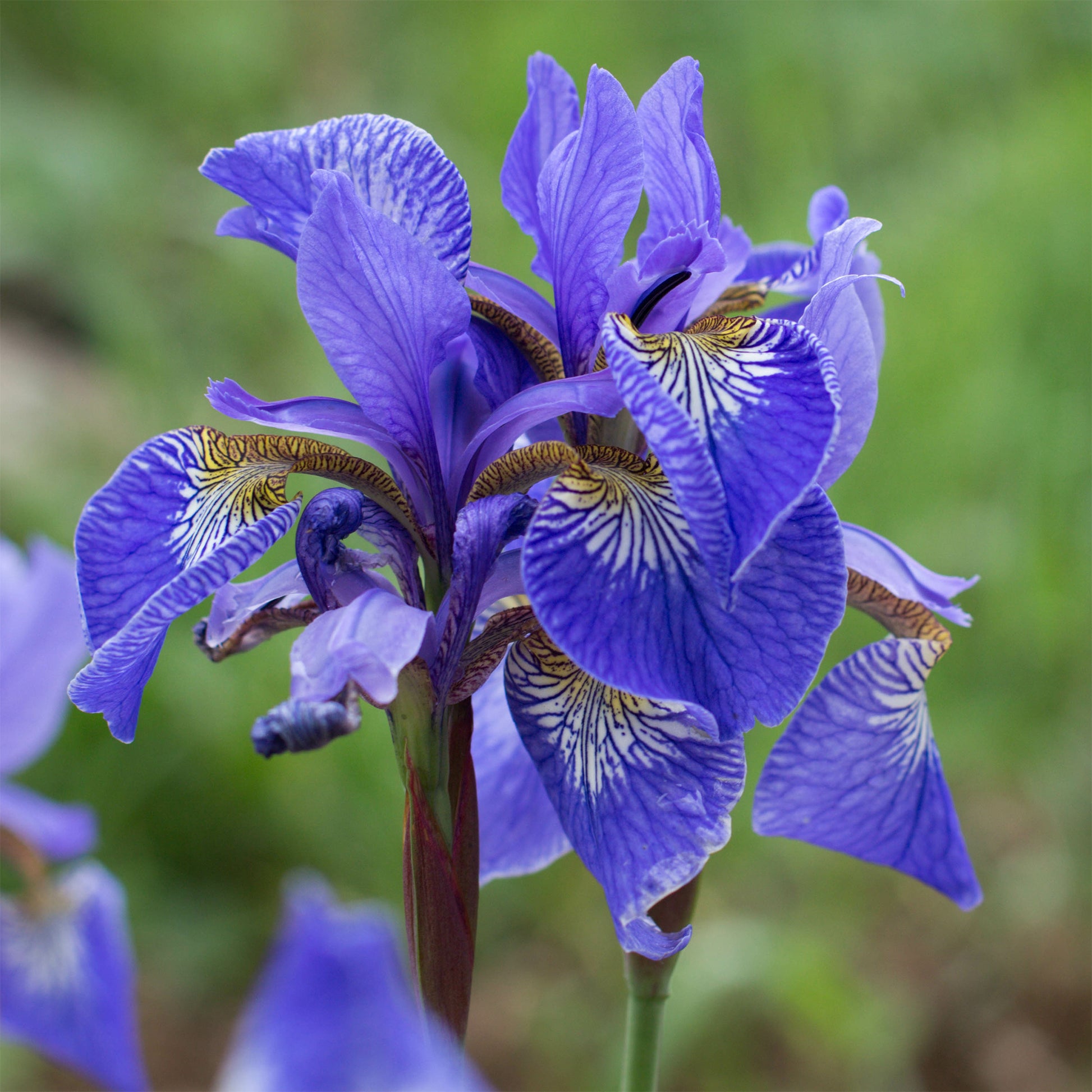 Iris des marais à fleurs bleues - Bakker