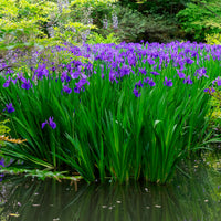 Iris des marais à fleurs bleues - Iris pseudacorus Blue - Bakker